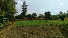 Tomato plot in Mchewe Village, Mbeya, Tanzania. After learning more about contracts and contract farming, the farmers re more confident about using this tool for a guaranteed sale.