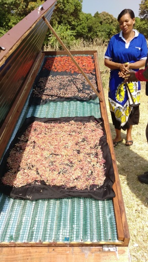 The solar dryer in Itimba Village, is used by the women's groups of Mshewe Village, Mbeya Tanzania to dry tomatoes, onions and beans.